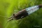 Preview: Carbon Rili Garnele - Neocaridina davidi